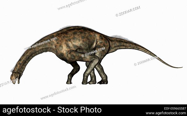 Atlasaurus dinosaurs drinking isolated in white background - 3D render
