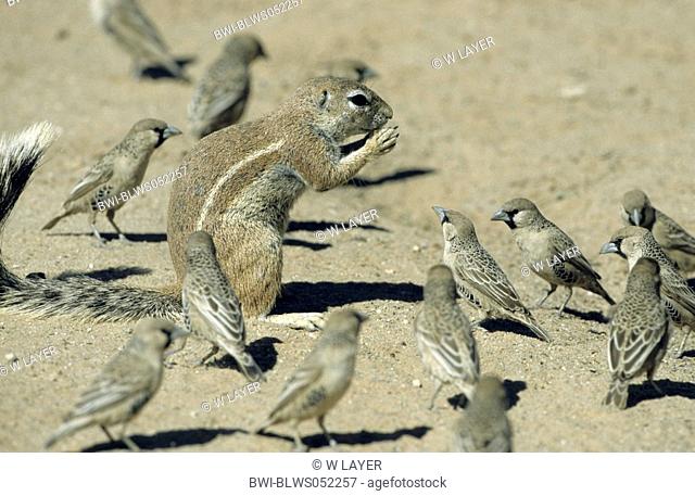 South African ground squirrel, Cape ground squirrel Geosciurus inauris, Xerus inauris, with Sociable Weaver, Philetarius socius