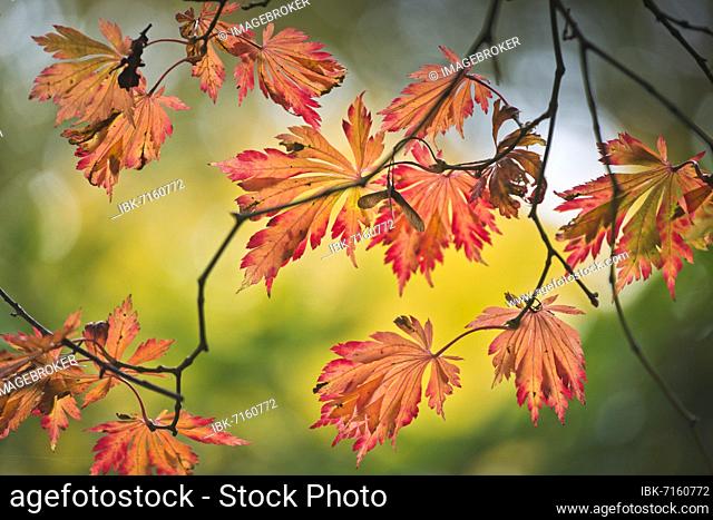 Fullmoon maple (Acer japonicum Aconitifolium), Emsland, Lower Saxony, Germany, Europe