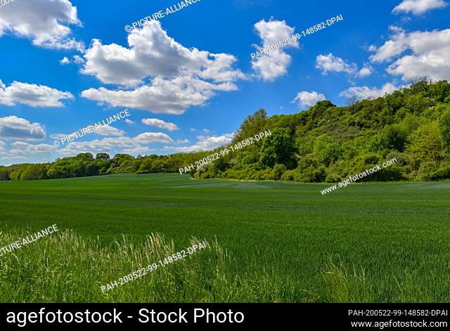 20 May 2020, Brandenburg, Wuhden: Clouds drift across the blue sky over the landscape at the edge of the Oderbruch. Photo: Patrick Pleul/dpa-Zentralbild/ZB