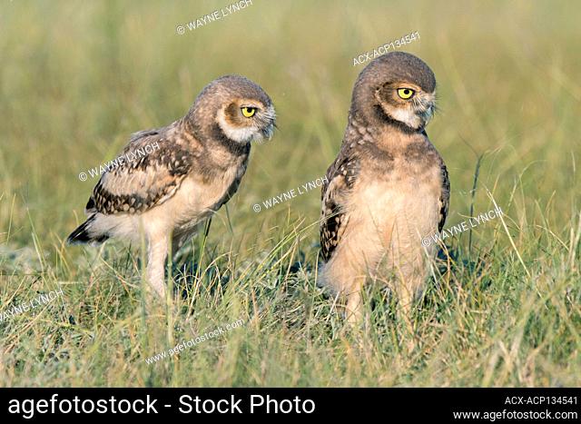 Burrowing owl (Athene cunicularia) chick(s), southern Alberta, Canada