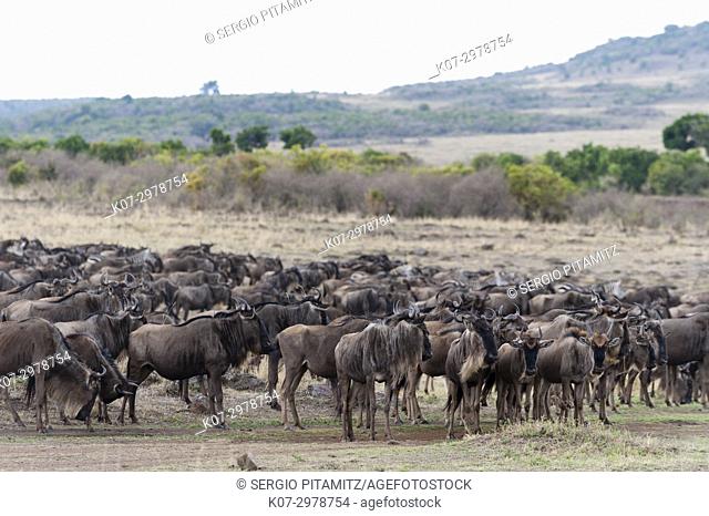 Wildebeest (Connochaetes taurinus) approching the river Mara, Masai Mara, Kenya