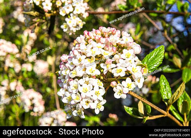 Hybrid Viburnum × burkwoodii flowering in Pruhonice, Czech Republic on April 26, 2022. (CTK Photo/Libor Sojka)