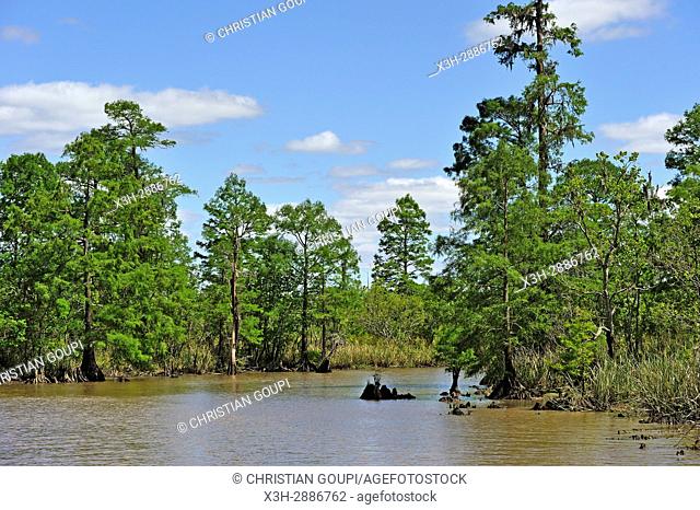 cypress-lined backwater channel of Neches River, Beaumont, Texas, United States of America, North America