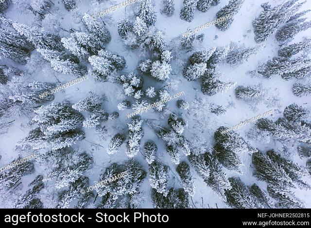 Aerial view of winter forest