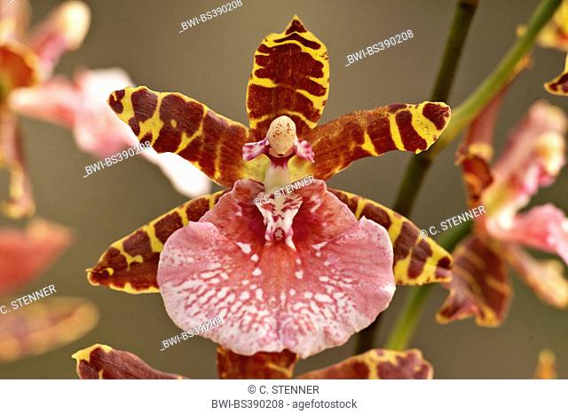Miltonia orchid (Miltonia spec.), flower, Miltonia Bastian Widmer x Miltonia Bluntii var lubbersiana