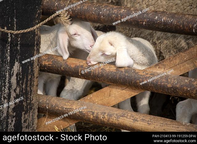26 March 2021, Saxony-Anhalt, Zerbst: Easter lambs born in March 2021 stand in the barn of the Frischbier sheep farm. Farmer Rainer Frischbier breeds Merinoland...
