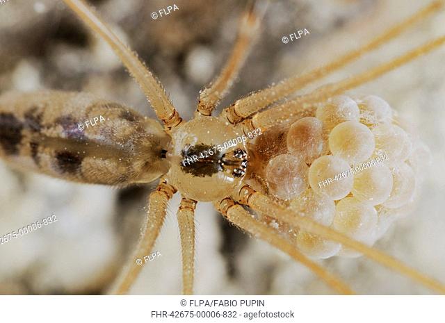 Daddy-long-legs Spider Pholcus phalangioides adult female, carrying eggs, Italy