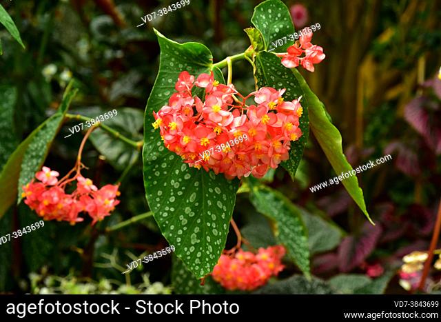 Scarlet begonia (Begonia coccinea) is an ornamental perennial plant native to Mata Atlantica, Brazil