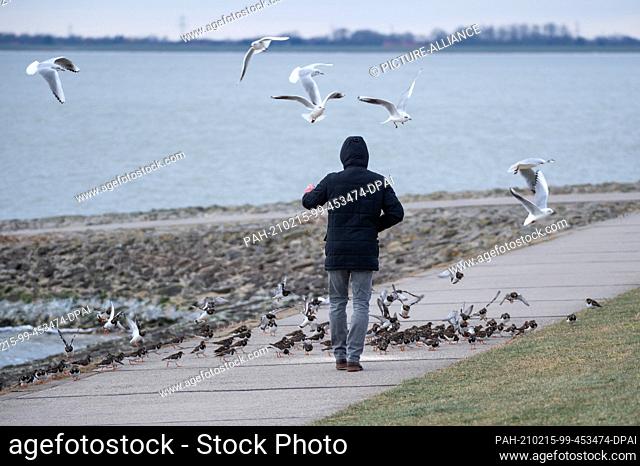 10 February 2021, Lower Saxony, Wilhelmshaven: Laughing gulls (Chroicocephalus ridibundus) and turnstones (Arenaria interpres) flutter and run around a man...
