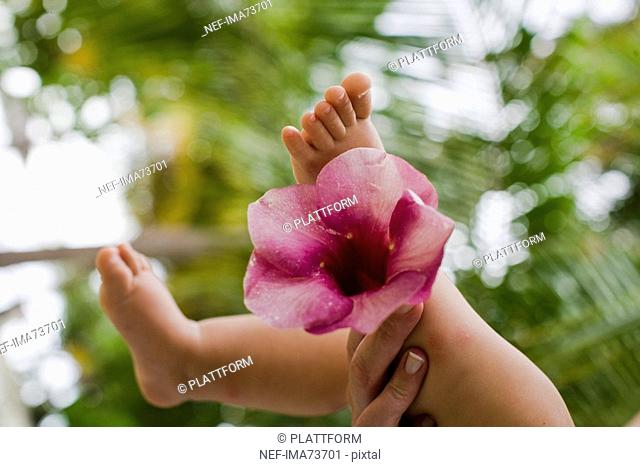 A baby's legs and flower, close-up, the Maldives
