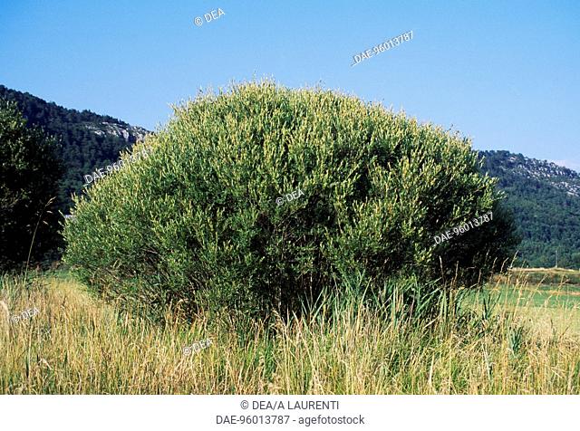 Almond Willow baskets (Salix triandra), Salicaceae