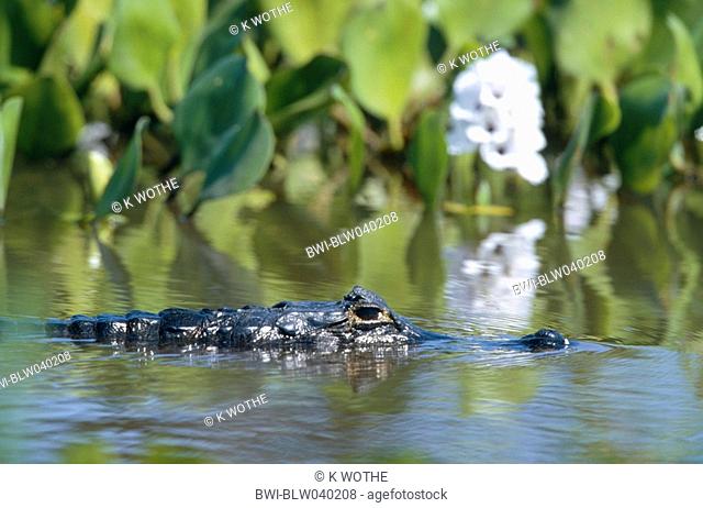 spectacled caiman Caiman crocodilus, in the water, only visible, Brazil, Pantanal, Mato Grosso