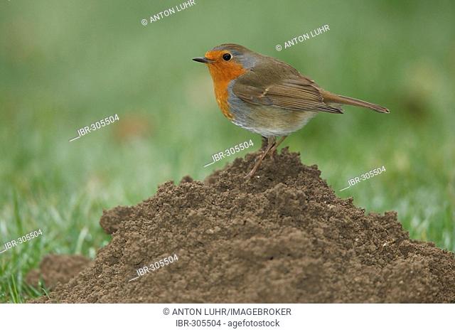 Robin, Erithacus rubecula on a molehill
