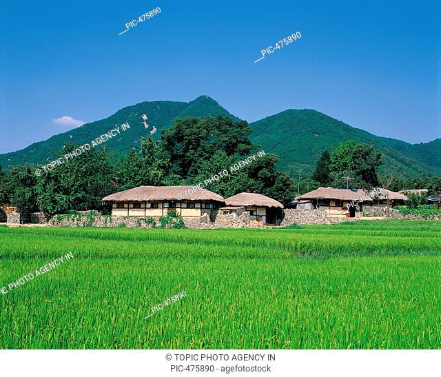 Rice Field, Chungnam, Korea