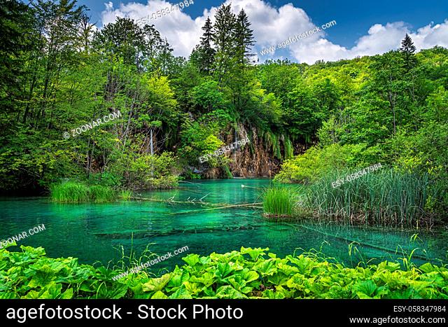 Green plants and turquoise coloured lake in front of waterfalls and lush forest in Plitvice Lakes National Park UNESCO World Heritage, Croatia