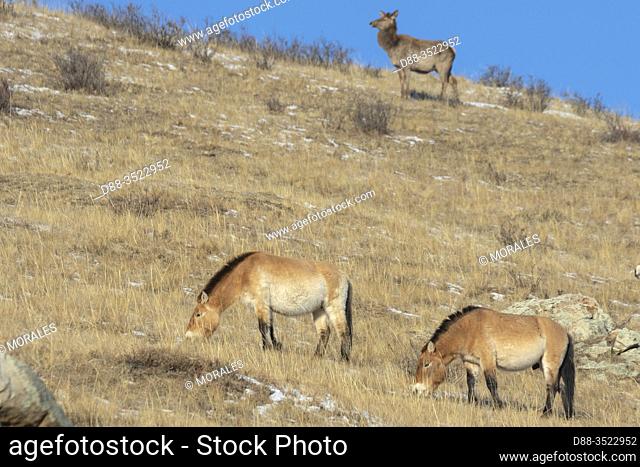 Asie, Mongolie, Parc national Hustai, Cheval de Przewalski (Equus caballus przewalskii ou Equus ferus przewalskii), relâché Ã  partir de 1993 dans le parc...