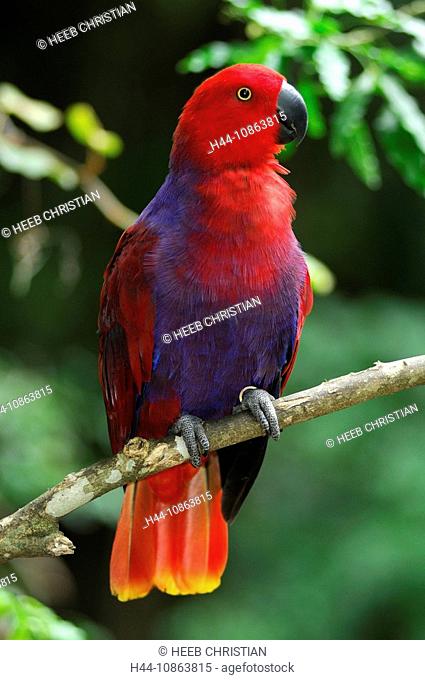 Eclectus Parrot, Eclectus roratus, Female, Parrot, Birds of Eden Park, Plettenberg Bay, Garden Route, Western Cape, South Africa, red, blue, colorful, colourful