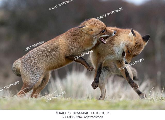 Red Foxes / Rotfuechse ( Vulpes vulpes ), two adults in agressive fight, fighting, biting each other, territorial behaviour, rutting season, wildlife, Europe