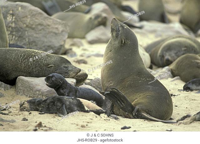 Cape Fur Seal Arctocephalus pusillus Cape Cross Namibia Africa