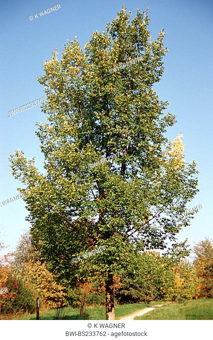 smooth-leaf elm Ulmus minor, Ulmus campestris, Ulmus carpinifolia, single tree