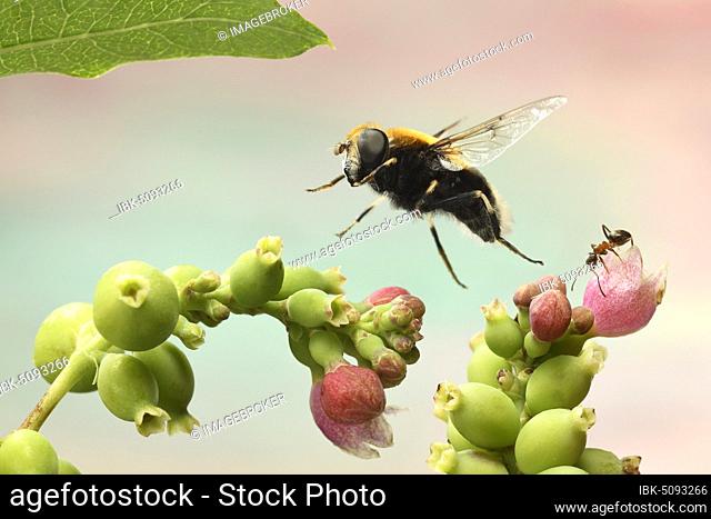 Bumblebee Hoverfly (Volucella bombylans) in flight on inflorescence of common Snowberry (Symphoricarpos), Germany, Europe