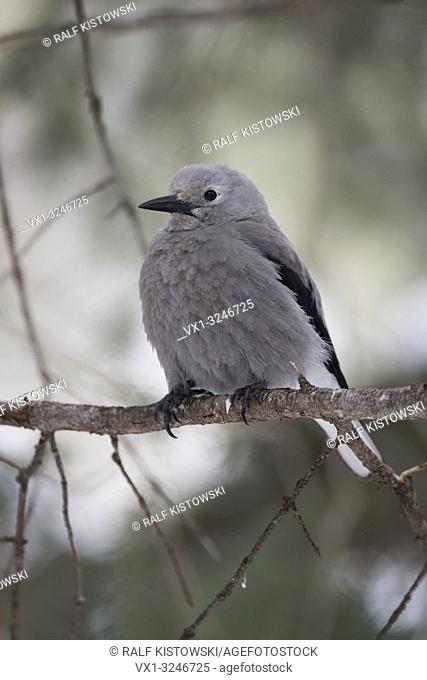 Clark's nutcracker / Kiefernhäher ( Nucifraga columbiana ) in winter, perched on a thin branch of a conifer tree, Yellowstone area, Montana, USA.