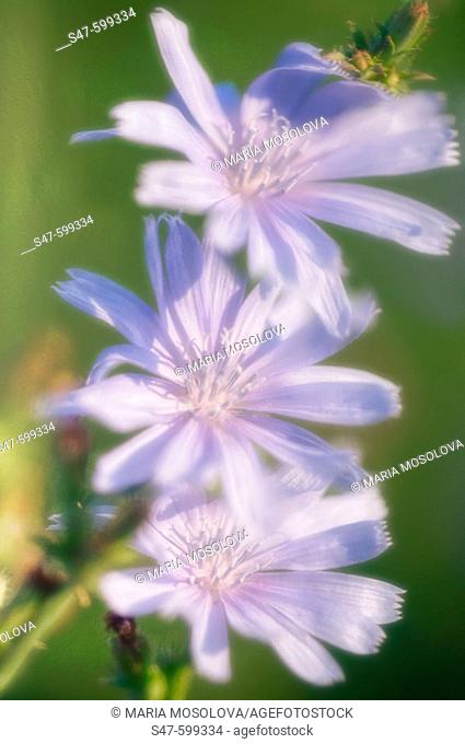 Tree Chicory Flowers. (Cichorium intybus). July 2006. Maryland, USA