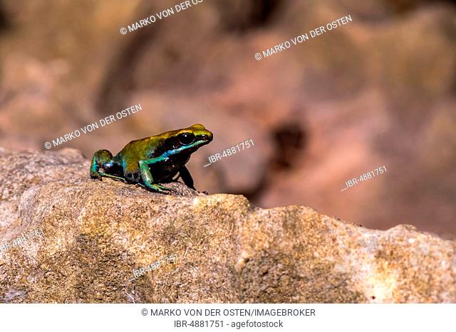 Green Madagascar Cotton Frog (Mantella viridis) sits on stone, Nosy Hara National Park, North Madagascar, Madagascar