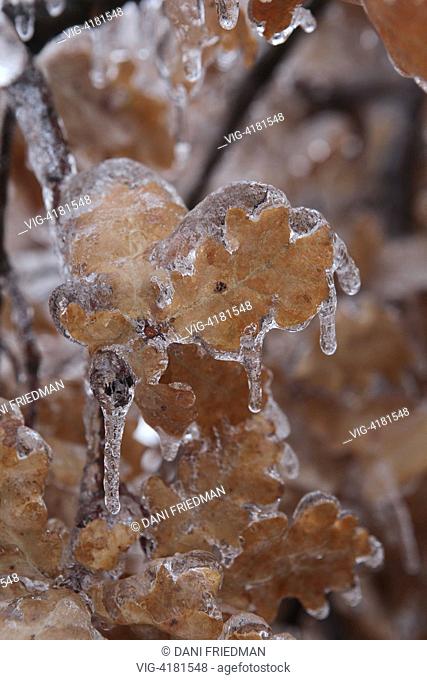 Tree branches on an oak tree encased in heavy ice after a catastrophic ice storm in Toronto, Ontario, Canada. Toronto was hit by a massive ice storm that...