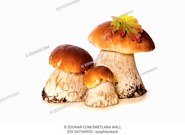 Three Mushrooms isolated on a white background.Fresh porcini mushrooms