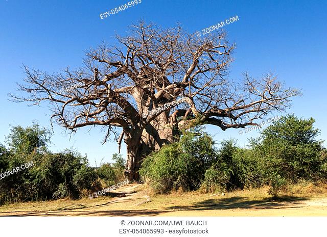 Afrikanischer Baobab in Namibia, Afrika