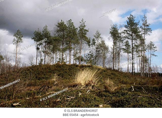 Ancestral mounds near Niersen