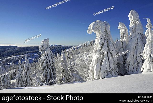 Winter landscape with snow covered fir trees. Nature reserve Feldberg, Feldberg, Black Forest, Baden-Württemberg, Germany, Europe
