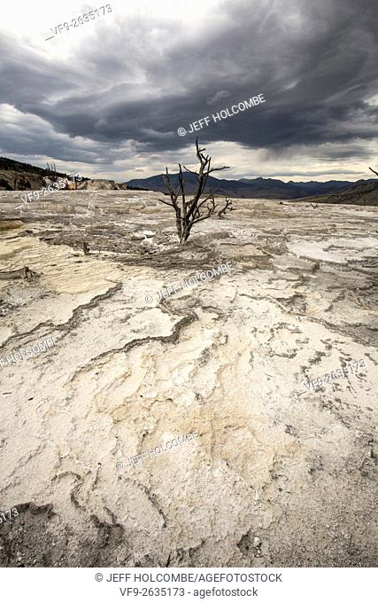 Lone dead tree on dry terraces of travertine rock, under dark clouds in a mountainous landscape of Mammoth Hot Springs in a drought, Yellowstone National Park
