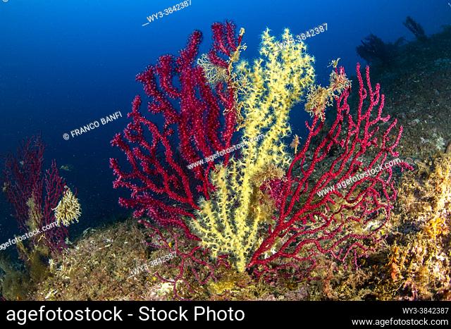 A slow predation, the false cblack coral (Savalia Savaglia) against the red gorgonian (Paramuricea clavata) Marine Protected area Punta Campanella