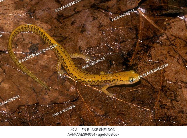 Long-Tailed Salamander (Eurycea l. longicauda) Captive