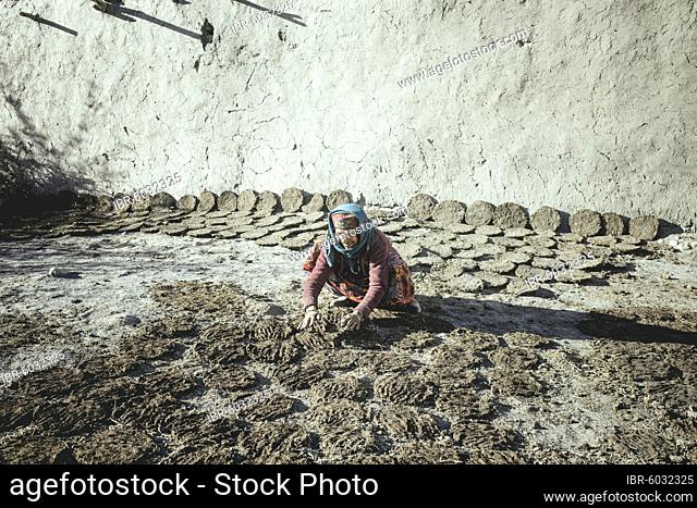 Woman trocket cow pats, on the wall already dried pats, sedentary wakhi, wakhan corridor, Saradh-e-Broghil, Afghanistan, Asia