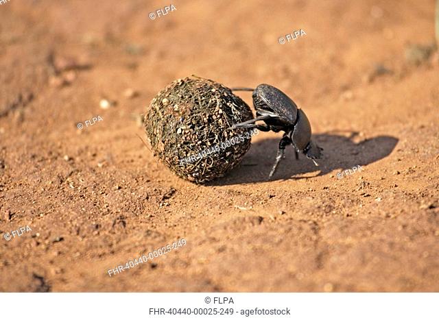 Dung Beetle Pachylomeras femoralis Rolling elephant dung, Madikwe N P , South Africa