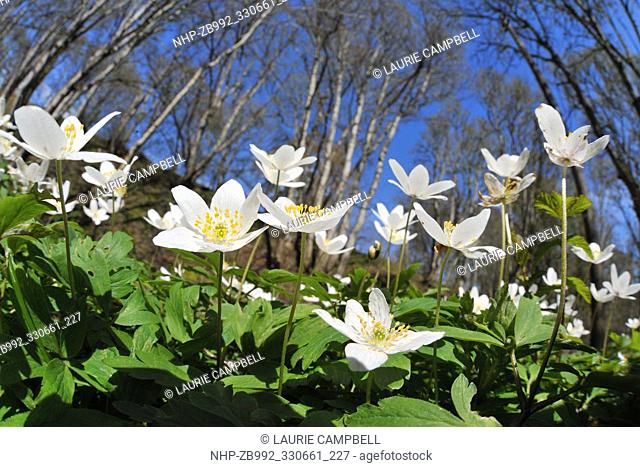 Wood Anemones (Anemone nemorosa) wide angle view from low level of flowers growing on the RSPB Nature Reserve, The Fairy Glen on the Black Isle, Ross & Cromarty