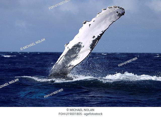 Adult Humpback Whale Megaptera novaeangliae pec-slapping in the AuAu Channel, Maui, Hawaii, USA