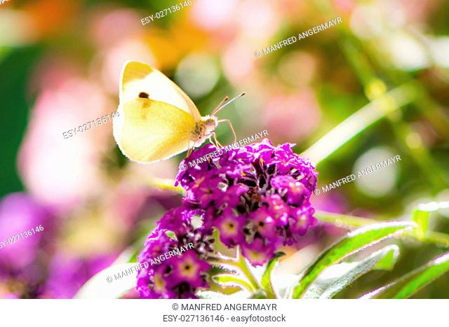 White cabbage butterfyl on a purple buddleia flower blossom