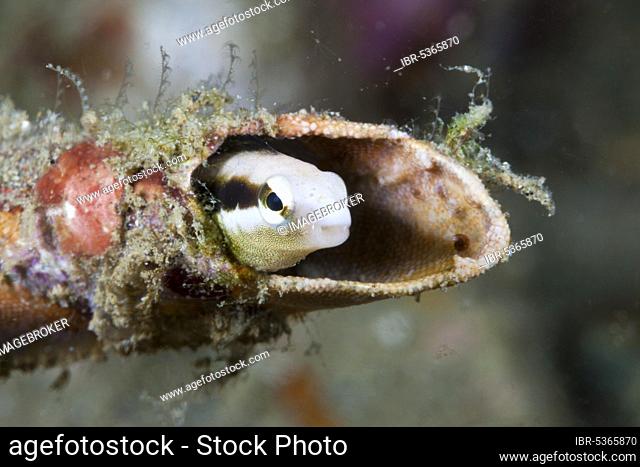 Mimicry sabre-tooth blenny (Petroscirtes breviceps), Ambon, Moluccas, Indonesia, Asia