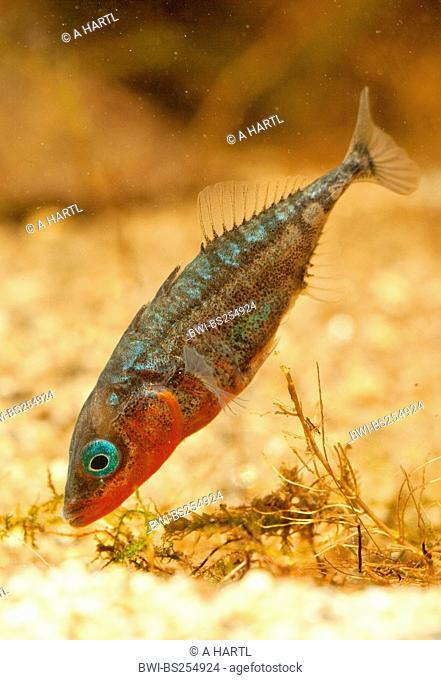 three-spined stickleback Gasterosteus aculeatus, male in nuptial colouration builigt a nest, Germany
