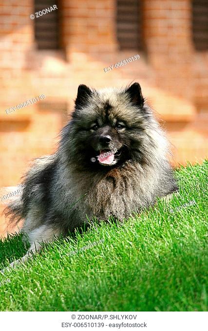 Spitz-type dogs (the correct German plural is Spitze