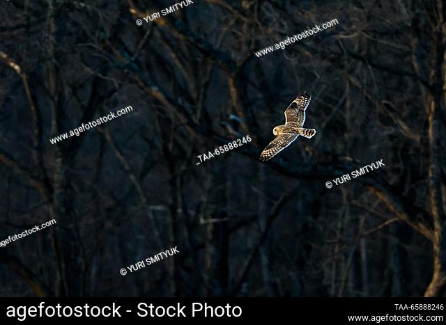 RUSSIA, PRIMORYE REGION - DECEMBER 19, 2023: A short-eared owl flies over a field on the outskirts of Vladivostok. Yuri Smityuk/TASS