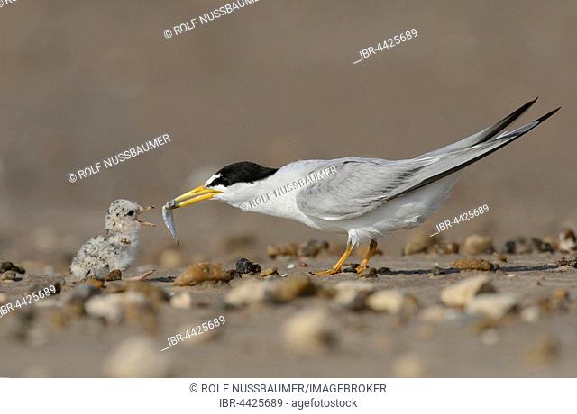 Least Terns (Sterna antillarum), adult feeding newly hatched young with fish prey, Port Isabel, Laguna Madre, South Padre Island, Texas, USA