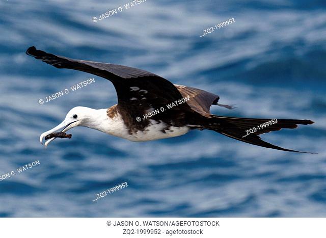 A juvenile Magnificent Frigatebird (Fregata magnificent) flies over the water with a stick in it's mouth, Galapagos Islands National Park, North Seymour Island