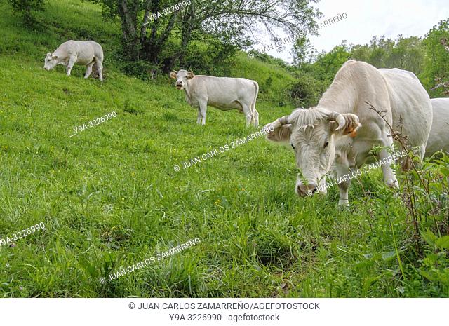 Vacas, cows at Cuerpo de Hombre Valley, Lagunilla, Sierra de Bejar, Salamanca, Castilla y Leon. Spain