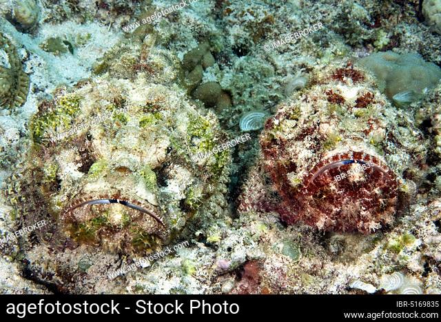 Stonefish, Mauritius, Africa, Indian Ocean (Synanceia verrucosa), Africa